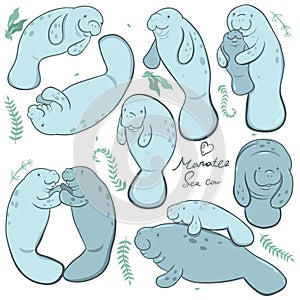 Set of  manatees isolated on a white background. Vector graphics.